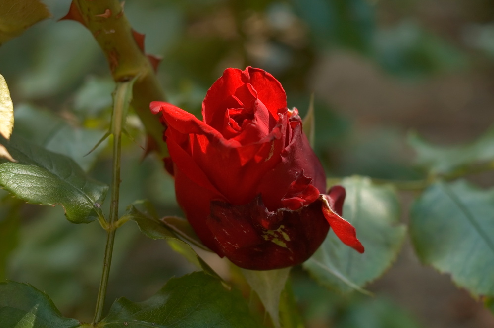 Lune de Miel - Aqueduct Flower 6